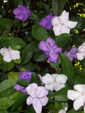 Yesterday Today Tomorrow Plant - Brunfelsia Latifolia