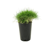 Zoysia Tenuifolia - Korean Velvet Grass